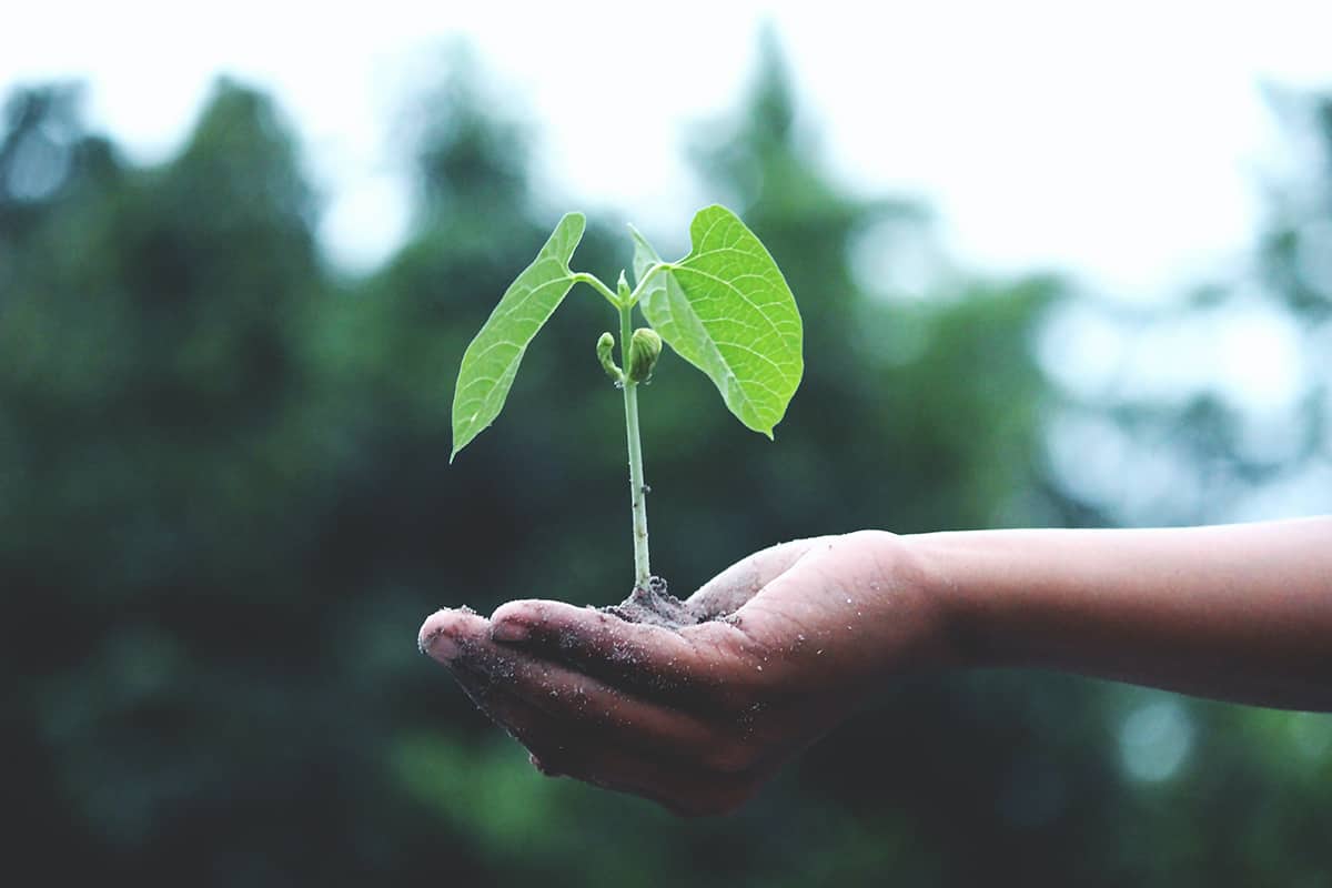 pago verde agricultura sostenible ganaderia ayudas europeas politica agraria común